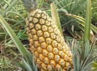 Compra de Abacaxi no Rio de Janeiro