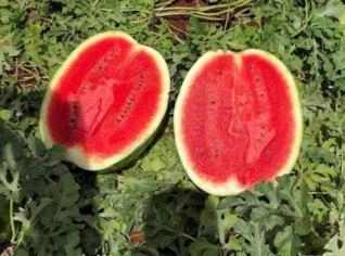 Compro Melancia em Rio de Janeiro