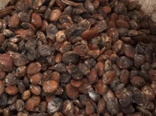 Amêndoas de Cupuaçu - Pura Qualidade da Amazônia