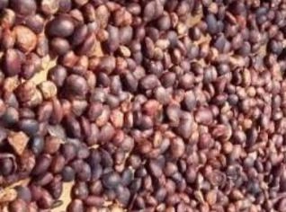 Amêndoas de Cupuaçu - Qualidade da Amazônia