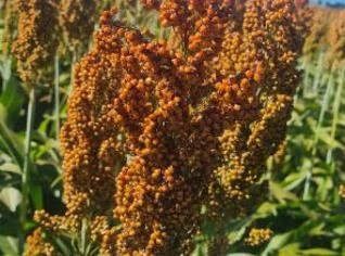 Sorgo Padrão a Granel - 60kg em Joviânia, GO