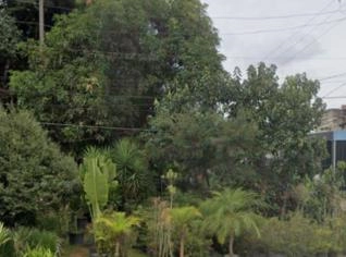 Mudas e Árvores em Cotia - Diversas Espécies