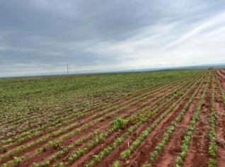 Fazenda à venda no Paraguai - Santa Helena