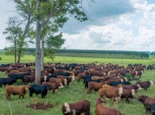 Fazenda Grande em Foz do Iguaçu