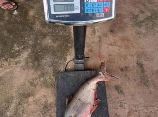Peixe Panga e Tambatinga Frescos a Preços Especiais