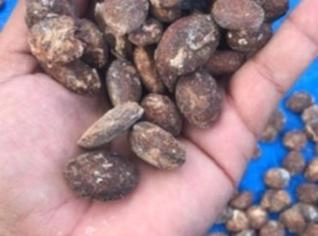 Amêndoa de Cupuaçu Seca - 1kg