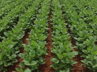 Fazenda em Cristalina - 427 Hectares com Irrigação