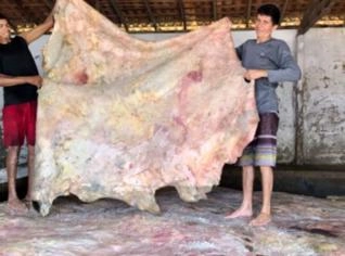 Couro Bovino Salgado para Exportação, 28kg Média
