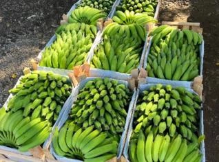 Bananas frescas de Registro - SP