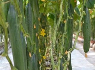 Alface Fresca de Gália - Produção Agrícola