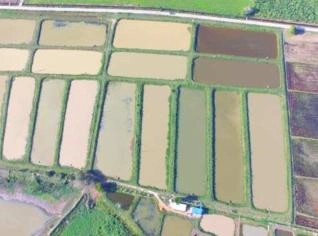 Venda de Alevinos e Larvas de Peixes Variados