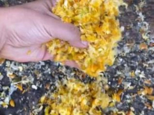Bagaço de Laranja - Alimento Nutritivo para Animais