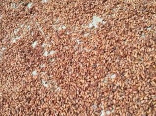 Cacau Amêndoa de Qualidade - Indústria em BA