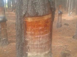 Arrendamento de Pinus Elliottii para Extração de Resina
