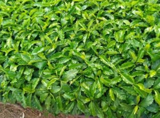 Mudas de Café Catuaí Vermelho e Amarelo