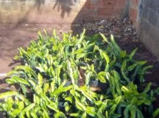 Mudas de Pitaya Vermelha e Branca para Plantio