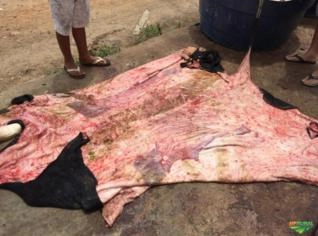 Couro Bovino de Qualidade - Venda Direta CE