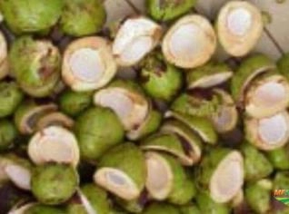 Casca de Coco Verde e Seco - Unidade