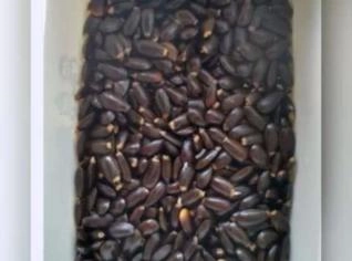 Sementes de Graviola Morata Morada Gigante