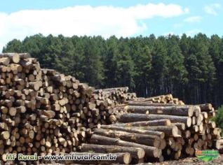 Toras de 16" para cima - Preço por tonelada