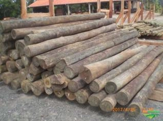 Pallets e Madeiras em Eucalipto Reflorestado