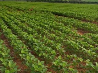 Fazenda Produtora de Grãos no Goiás - 2.000 ha