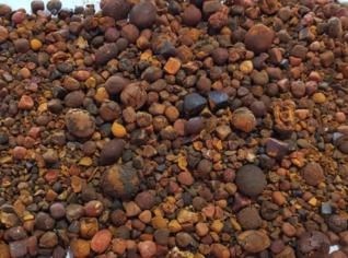 Compro Pedras do Fel Bovino - Cálculos Biliares