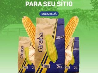 Semente Híbrida de Milho Caraíba Genética