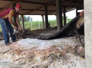 Couro Bovin Salgado e Verde - Qualidade e Durabilidade