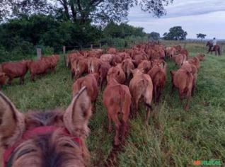 Novilhas Senepol 13 meses, diversas linhagens