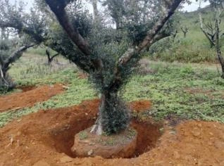 Oliveira Adulta com Tronco Retorcido para Paisagismo