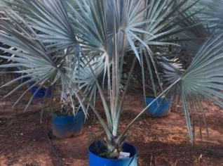 Palmeira Bismarck Azul - Elegância Tropical