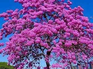 Árvores Adultas de Ipês Rosa - Rio de Janeiro