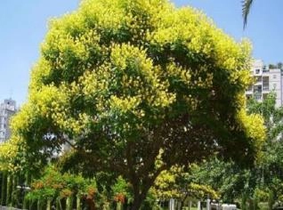 Árvore Sibipiruna - Floração Ornamental e Sombra Fresca
