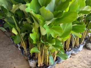Maranta Charuto - Folhagem Ornamental