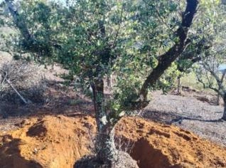 Oliveira Adulta Tronco Retorcido
