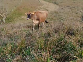 Novilhas e Vacas Jersey Prenhas - Unidade em Laurentino
