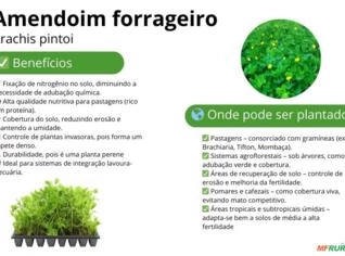 Mudas de Amendoim Forrageiro - Sob Encomenda