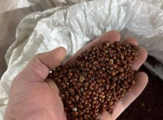 Feijão Gandú IAPAR 43 - Nutrição de Qualidade