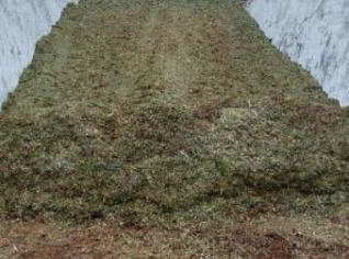 Silagem de Sorgo à Venda - 200 Toneladas