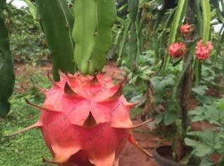 Mudas de Pitaya Vermelha com Polpa Doce