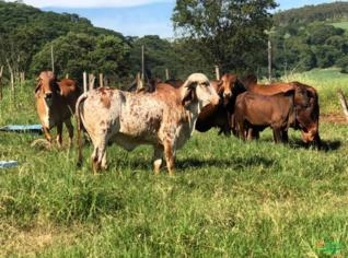 Lola AVILA GIR PO 28 meses - Excelente Linhagem