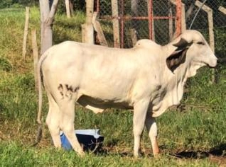 Linda Novilha AVLA - PO 2 anos para Produção Leiteira