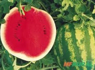 Melancia Fresca de Floresta - PE