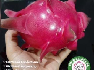 Mudas de Pitaya Vermelha Colombiana à Venda