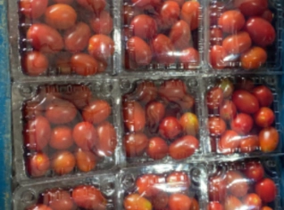 Tomate Grape Doce e Suculento