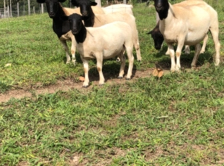 Ovinos Dorper de Genética Superior à Venda