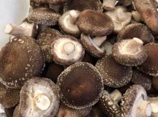 Shiitake Fresco Orgânico - Direto do Produtor