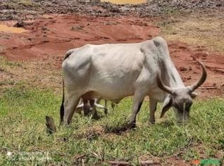 Vaca Guzerá PO - Excelente p/ Leite