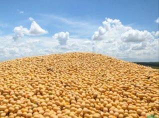 Exportação de Commodities: Carne, Soja e Mais